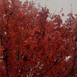 Meet your Posher, Tanner